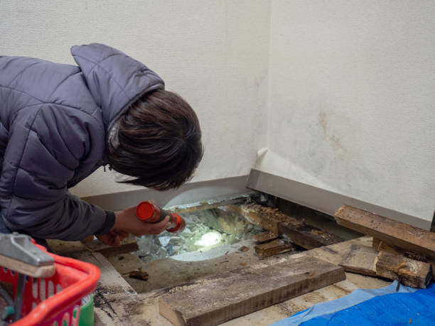 Reliable Bradford Woods, PA Mold Removal Solutions