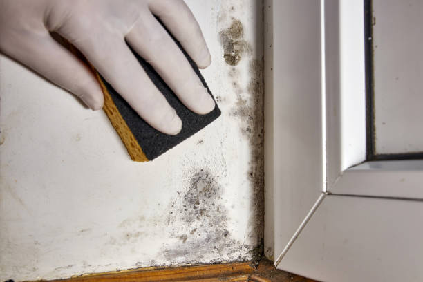Best Mold Prevention Services  in Bradford Woods, PA